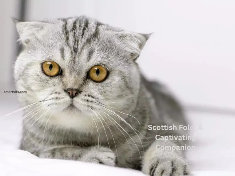 Scottish Fold: A Captivating Companion