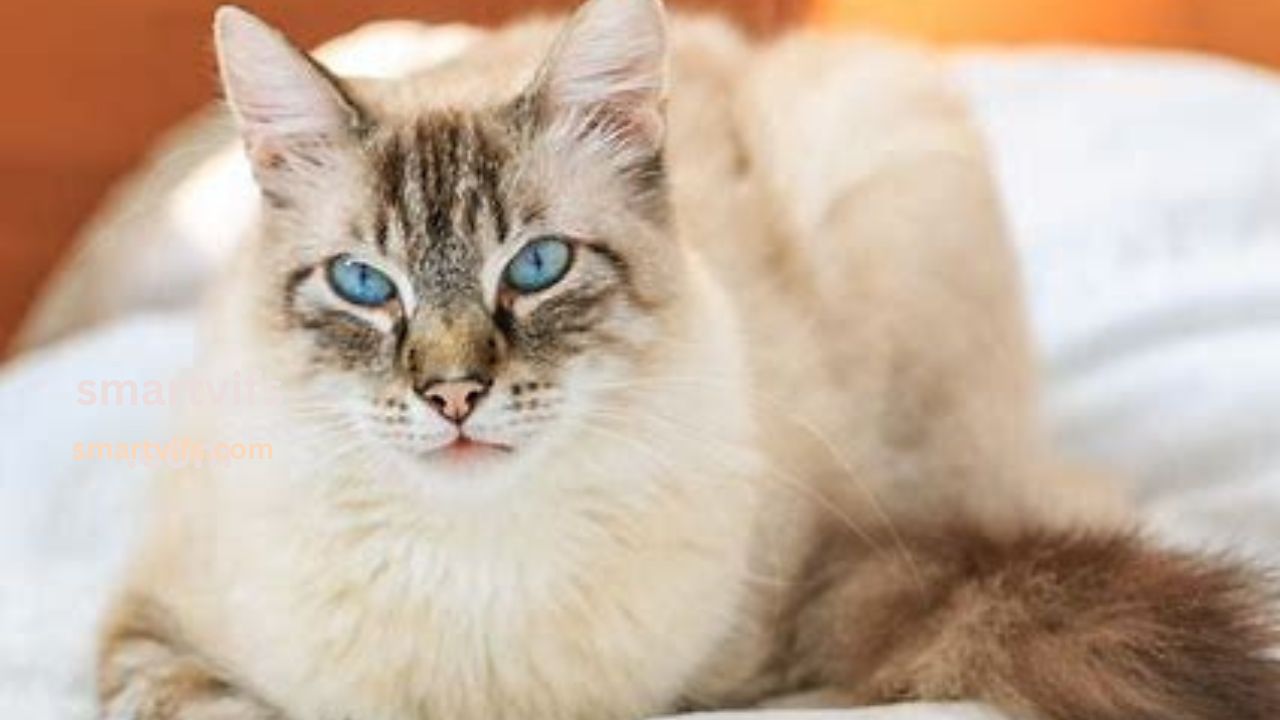 Birman Cat