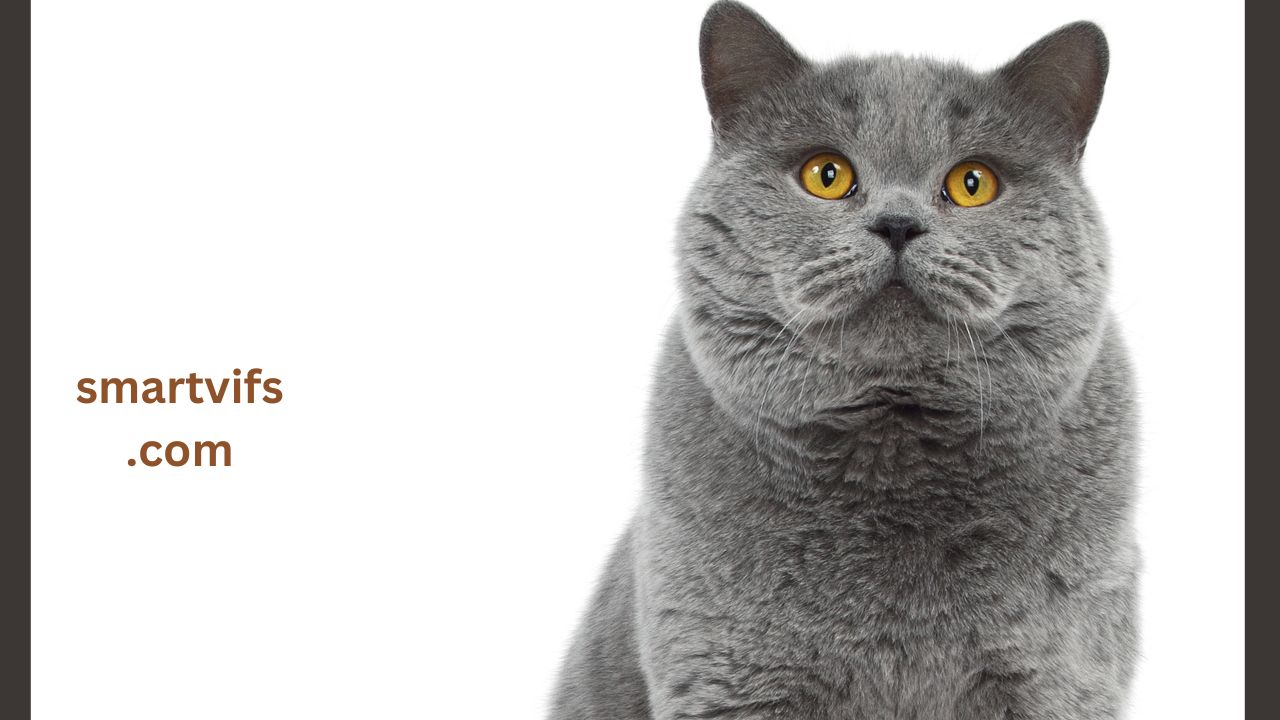 British Shorthair: The Iconic Teddy Bear Cat