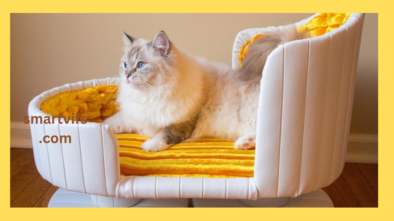 Cat Beds