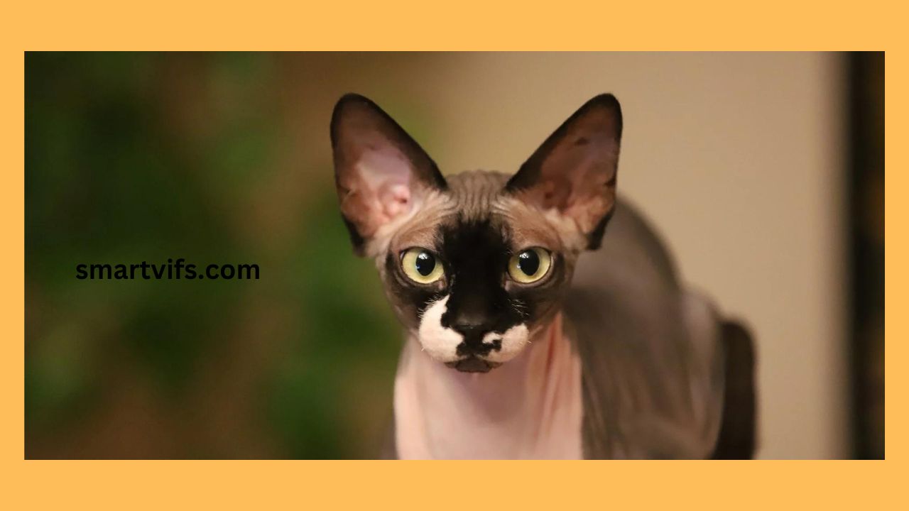 Hairless Cat