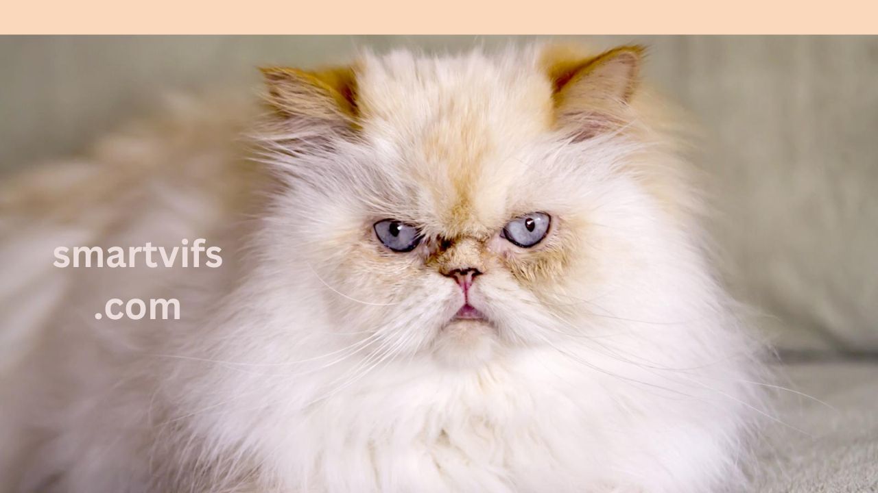 Himalayan Cat.