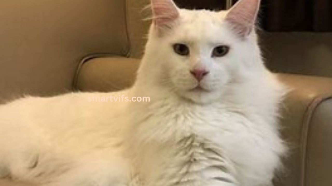 Maine Coon Cat