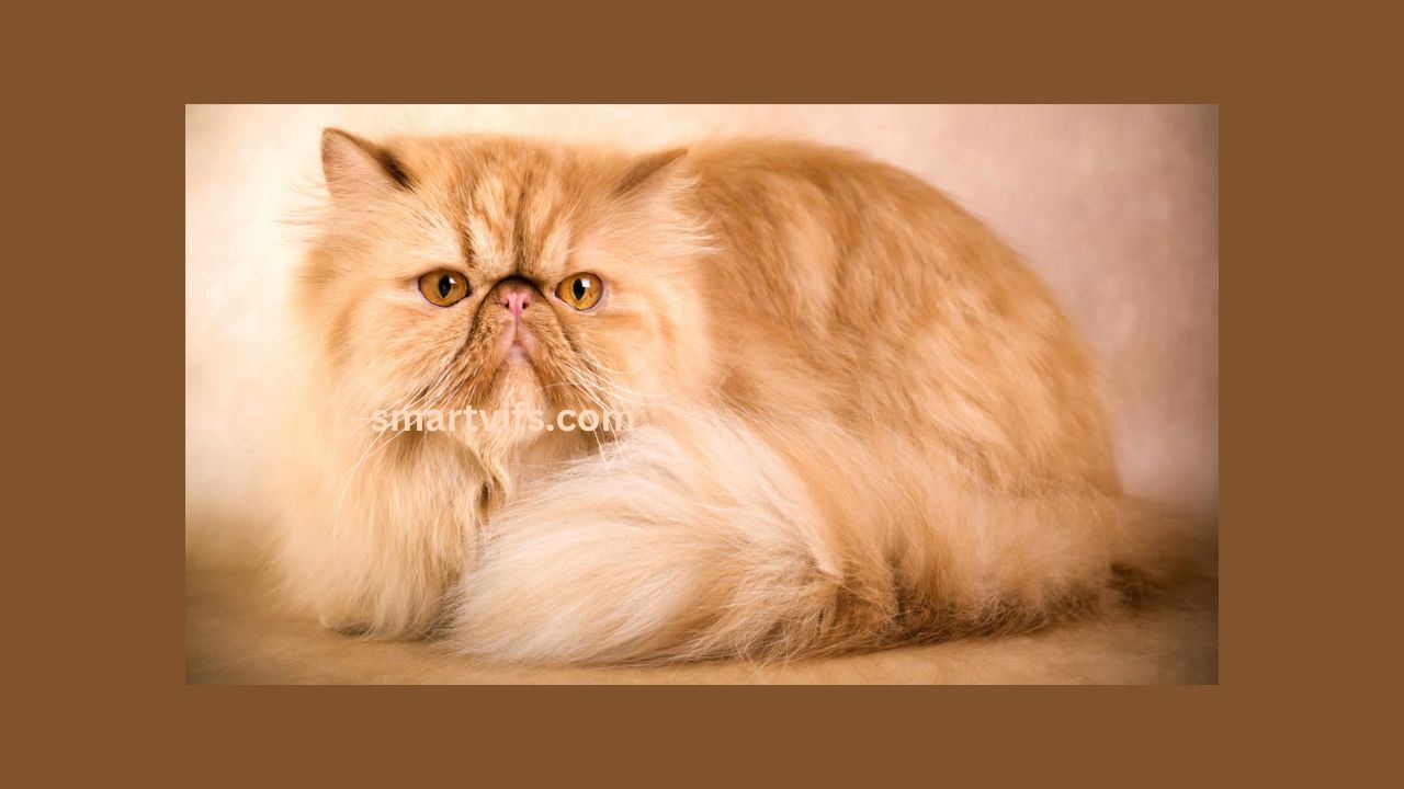 Persian cat: history, majesty, and caring, health, and cultural values